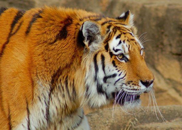 Big Cat in Tiger Park Harbin